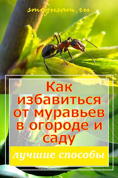 smogusam.ru kak izbavitsya ot sadovykh muravev