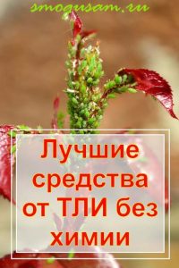 smogusam.ru kak izbavitsya ot tli