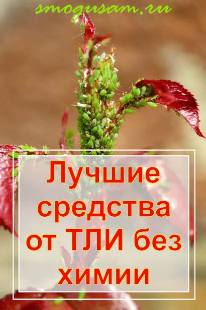 smogusam.ru kak izbavitsya ot tli
