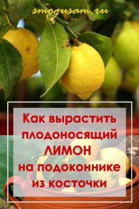 smogusam kak vyrastit limon
