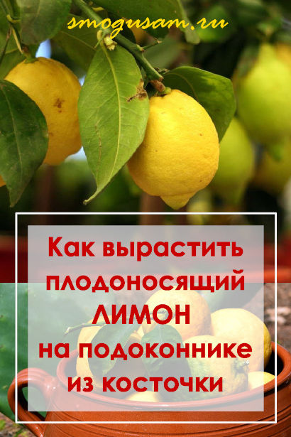 smogusam kak vyrastit limon