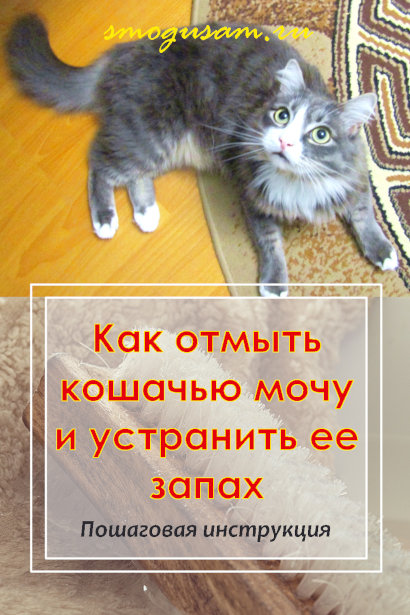 smogusam.ru ustranyaem zapakh mochi koshek