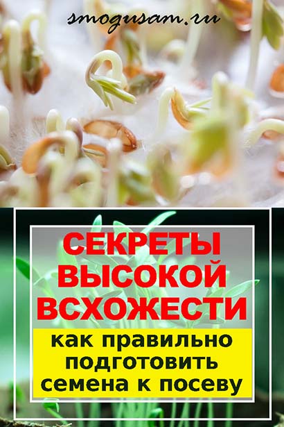 smogusam podgotavlivaem semena