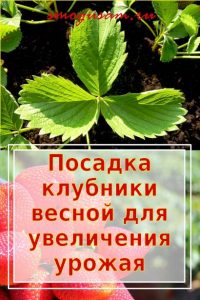 smogusam.ru vysazhivaem klubniku