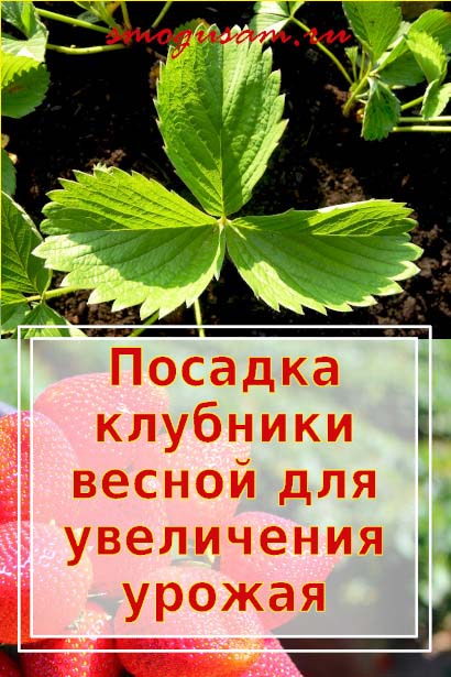 smogusam.ru vysazhivaem klubniku