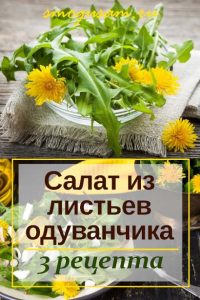 smogusam salat iz listev oduvanchika