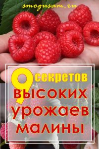 smogusam.ru kak dobitsya khoroshego urozhaya maliny
