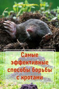 smogusam.ru kak izbavitsya ot krotov
