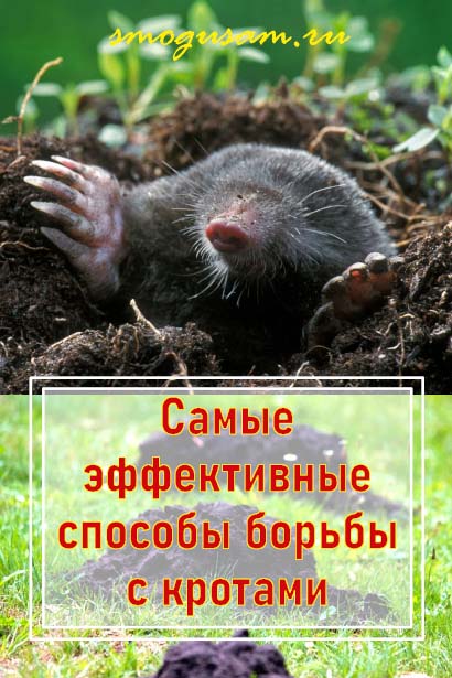 smogusam.ru kak izbavitsya ot krotov