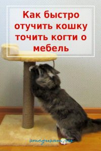 smogusam.ru kak otuchit koshku tochit kogti