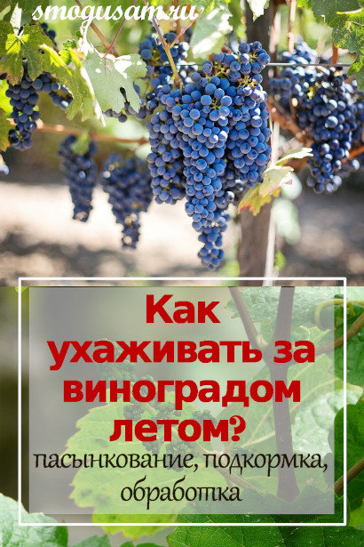 smogusam kak ukhazhivat za vinogradom