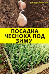 smogusam chesnok v zimu