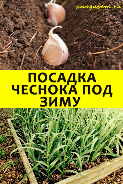 smogusam chesnok v zimu