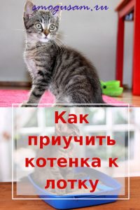 smogusam kak priuchit kotenka k tualetu