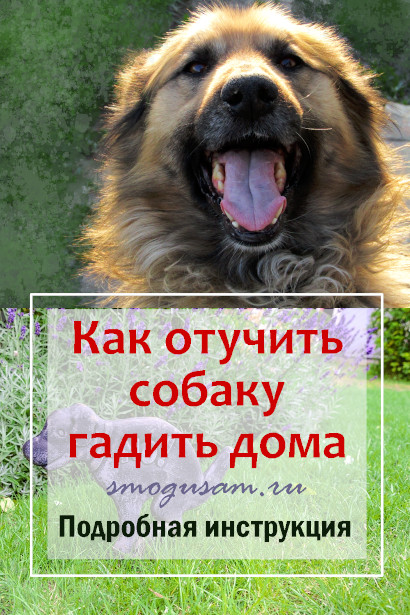 smogusam-kak-otuchit-sobaku-gadit.jpg