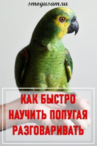 smogusam govorit popugay
