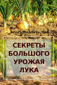 smogusam kak poluchit bolshoj urozhaj luka