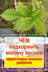 smogusam.ru chem podkormit malinu vesnoj