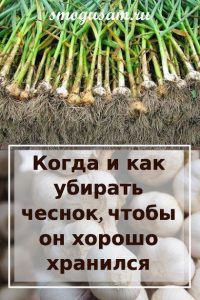 smogusam kak ubirat chesnok