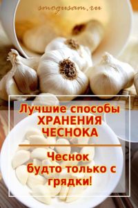 smogusam.ru kak sokhranit chesnok