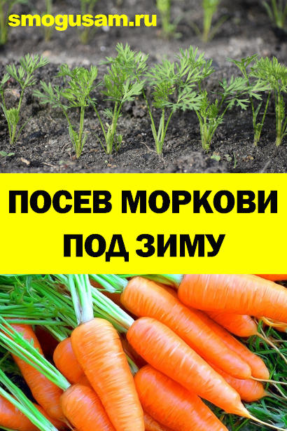 smogusam morkov pod zimu