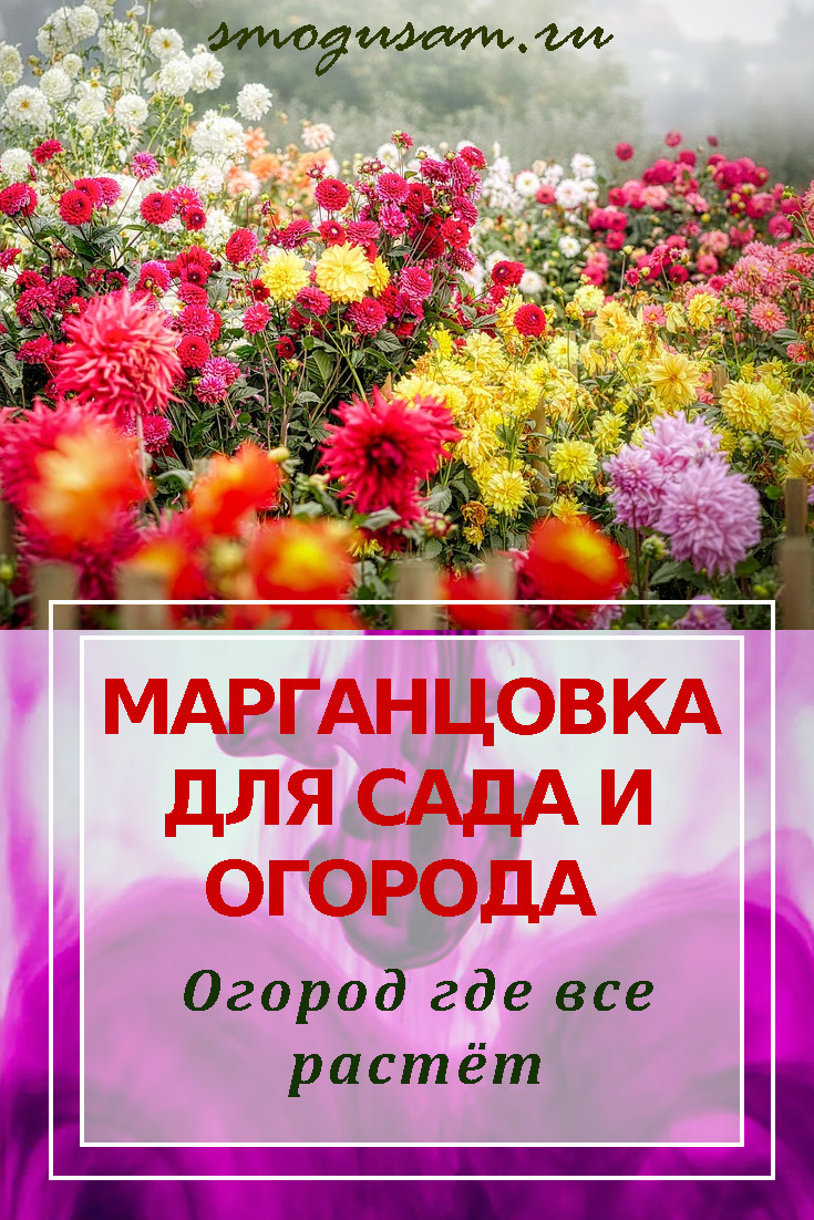 smogusam kak primenyat margantsovku