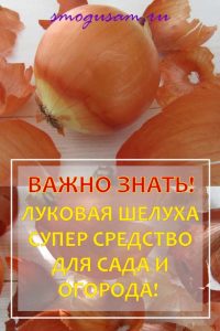 smogusam kak ispolzovat lukovuyu shelukhu