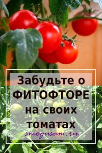 smogusam fitoftora spasti tomaty