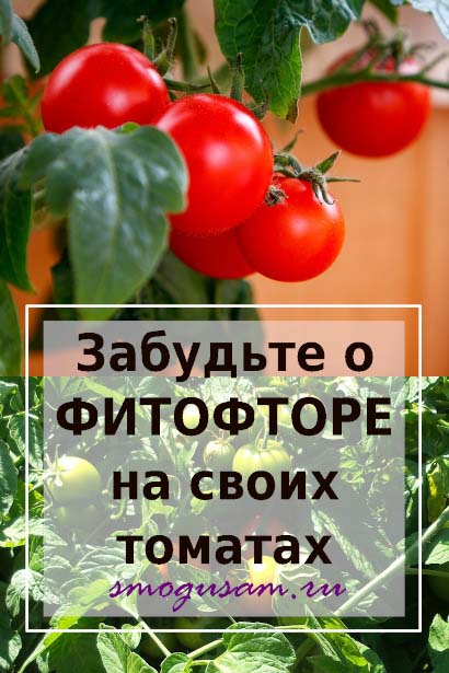 smogusam fitoftora spasti tomaty
