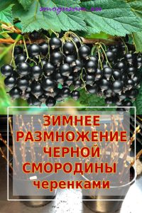 smogusam razmnozhit smorodinu zimoj