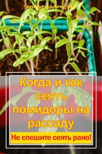 smogusam.ru kak seyat pomidor na rassadu