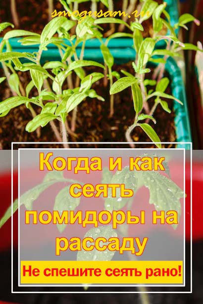 smogusam.ru kak seyat pomidor na rassadu