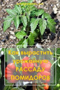 smogusam kak vyrastit rassadu tomatov