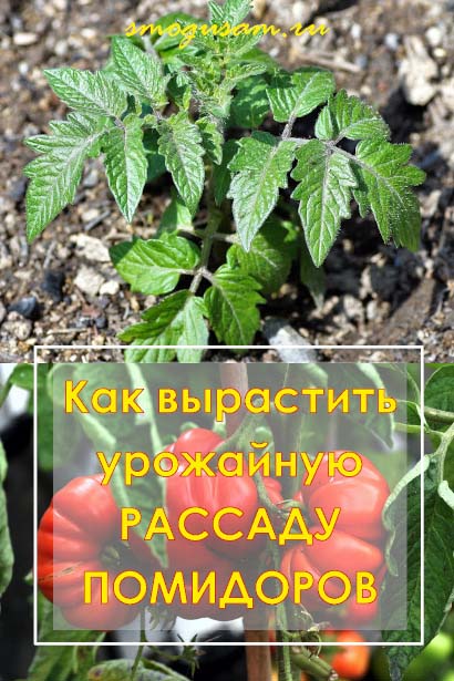 smogusam kak vyrastit rassadu tomatov