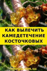 smogusam kamedetechenie
