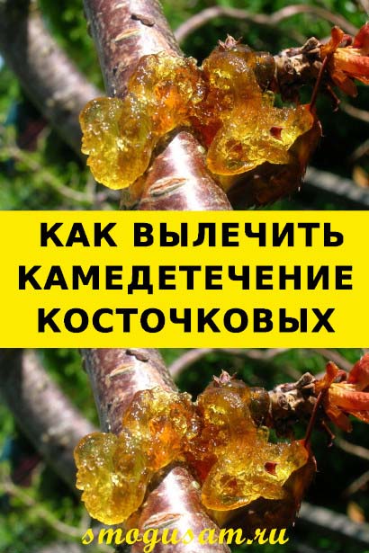 smogusam kamedetechenie