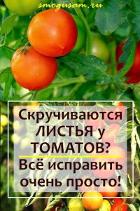 smogusam-u-tomatov-skruchivayutsya-listya.jpg