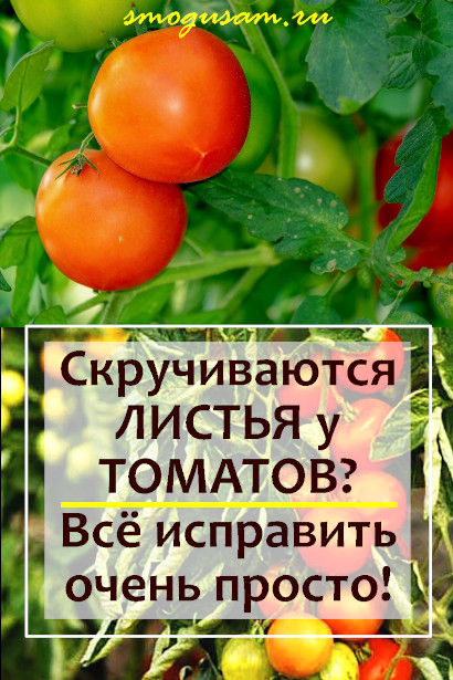 smogusam-u-tomatov-skruchivayutsya-listya.jpg
