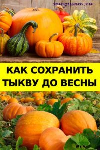 smogusam sokhranit tykvu