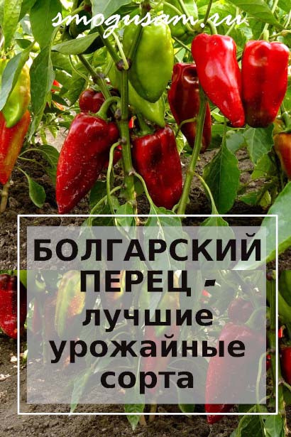 smogusam bolgarskij perets