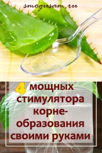 smogusam kak prigotovit stimulyatory korneobrazovaniya