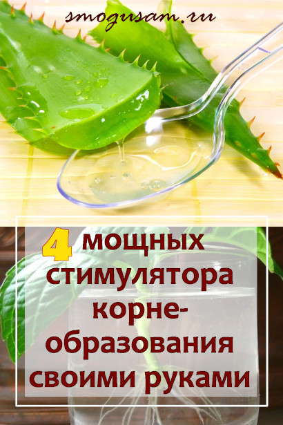 smogusam kak prigotovit stimulyatory korneobrazovaniya