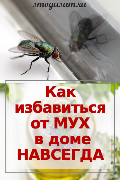 smogusam kak izbavitsya ot mukh