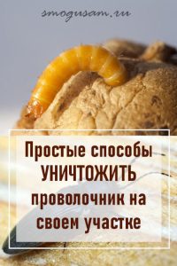 smogusam provolochnik kak pobedit