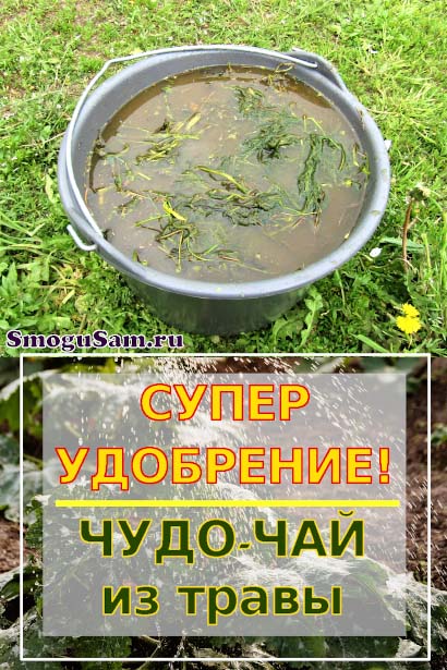 smogusam chudo chaj iz travy