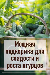 smogusam podkormka dlya ogurtsov