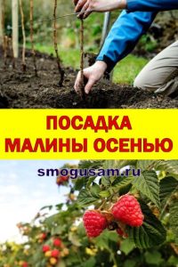 smogusam posadit malinu
