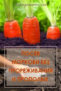smogusam morkov khitrym sposobom