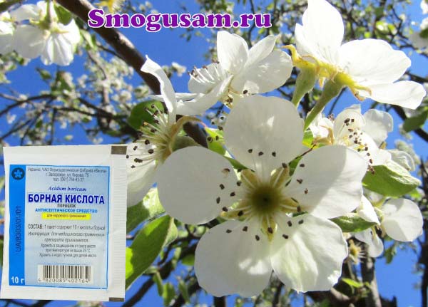 kak primenyat bornuyu kislotu smogusam