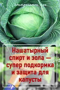 smogusam udobrenie dlya kapusty